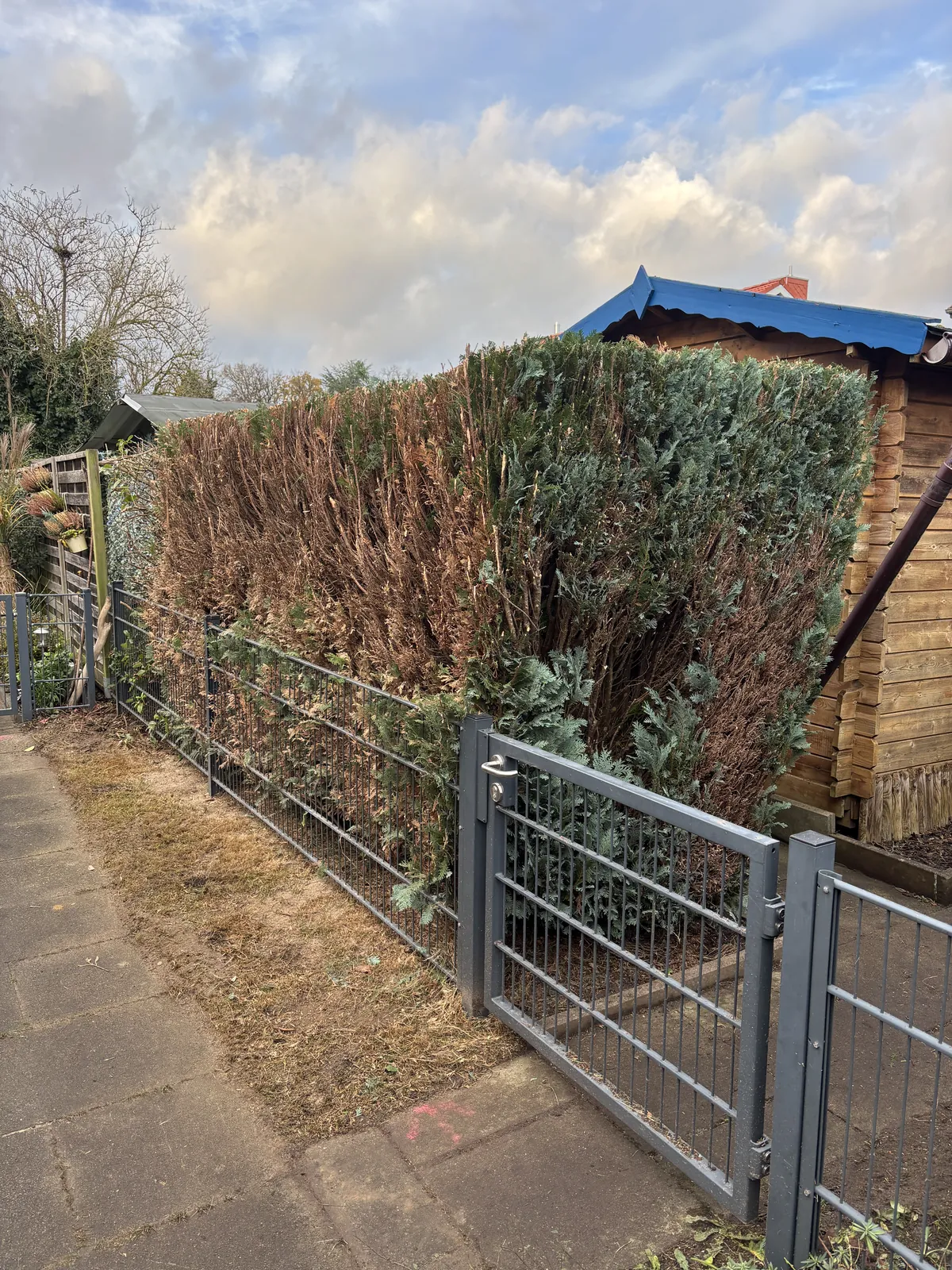 Geschnittene Hecke am Zaun